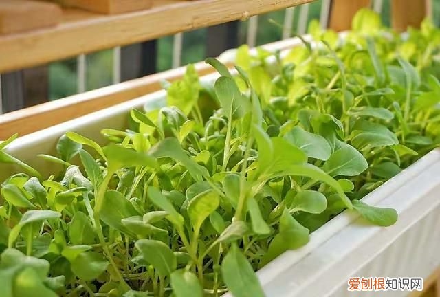 阳台种5种菜简单种一盆吃一夏天