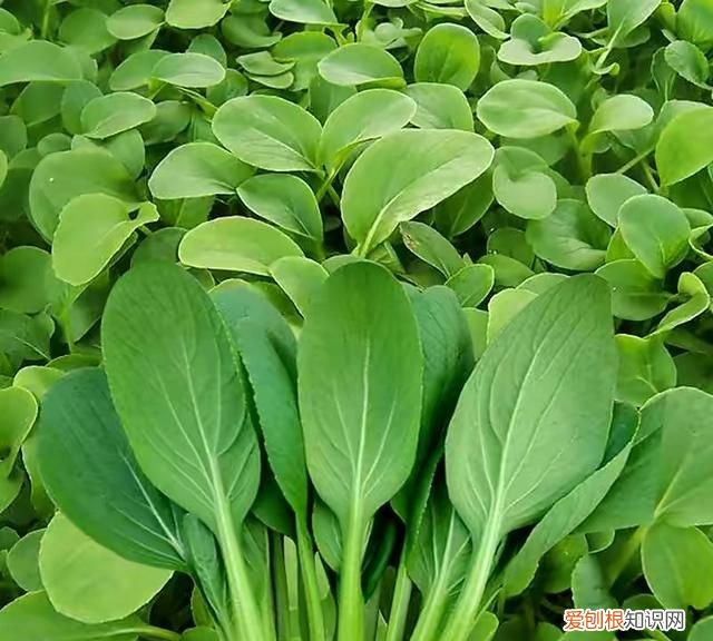 阳台种5种菜简单种一盆吃一夏天