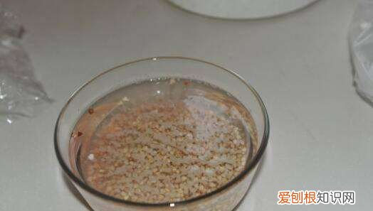 荞麦煮粥需要泡吗