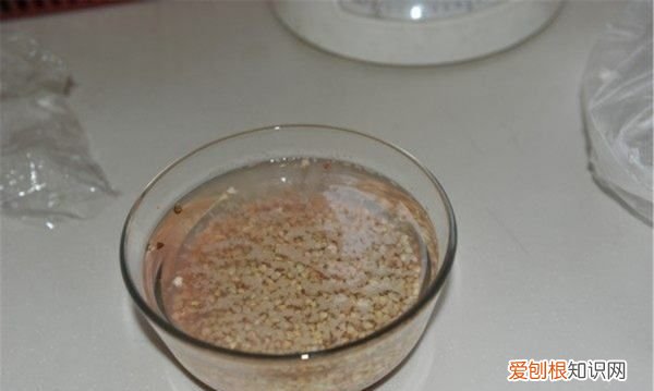 荞麦煮粥需要泡吗