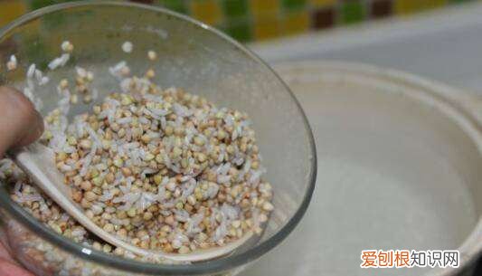 荞麦煮粥需要泡吗