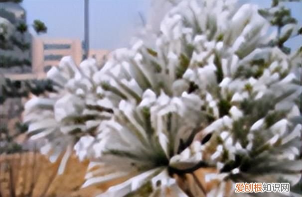 物理八年级上知识点思维导图