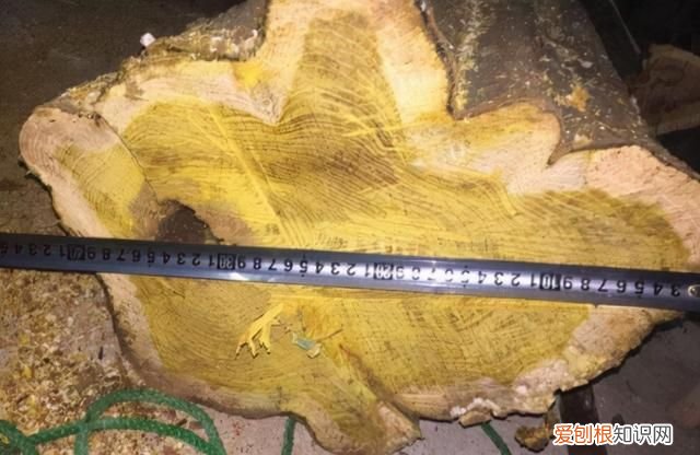 古老名贵的中国柘树 柘树长得不起眼却能和紫檀齐名
