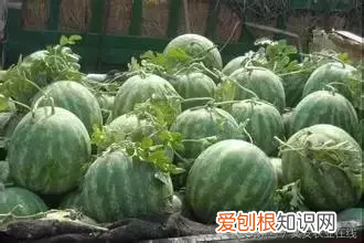 常见西瓜品种有这些！ 西瓜的种类