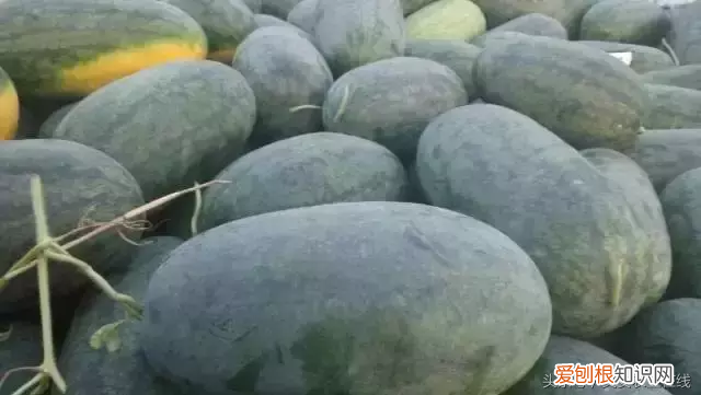常见西瓜品种有这些！ 西瓜的种类