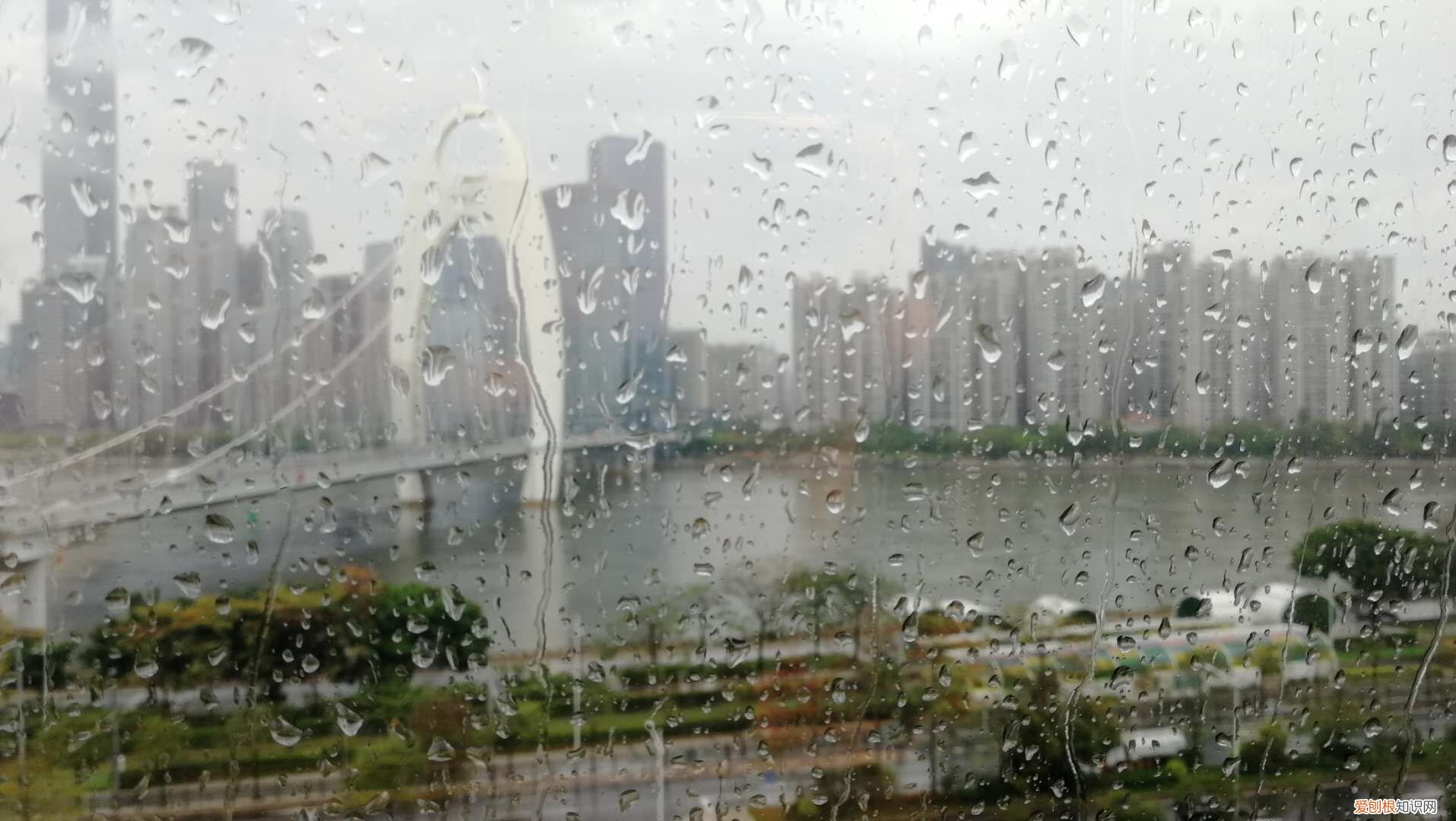 五指毛桃熬出好汤品 五指毛桃汤