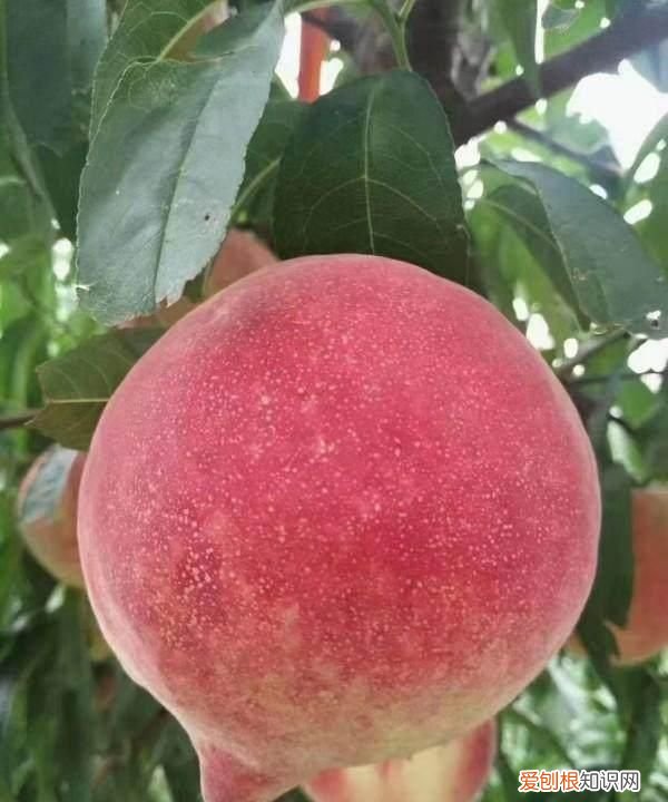 《寒食》中心