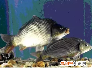 揭秘双鱼玉佩神秘事件 彭加木与双鱼玉佩