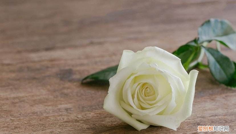 你知道玫瑰的花语吗？ 玫瑰代表什么意思