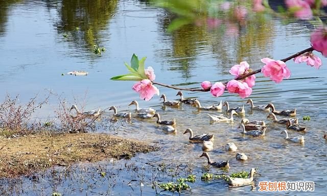 竹外桃花三两枝春江水暖鸭先知的意思