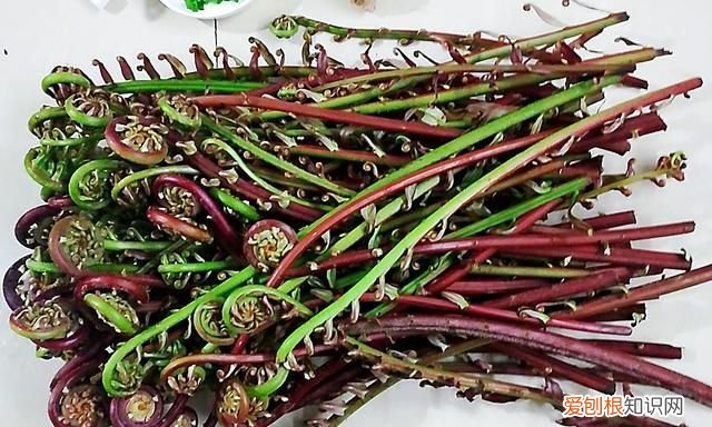 蕨菜有点苦能吃吗,蕨菜为什么是苦的怎么鉴别甜蕨菜和苦蕨菜