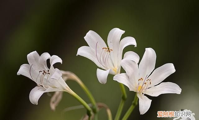 华佗的麻沸散真的失传了吗