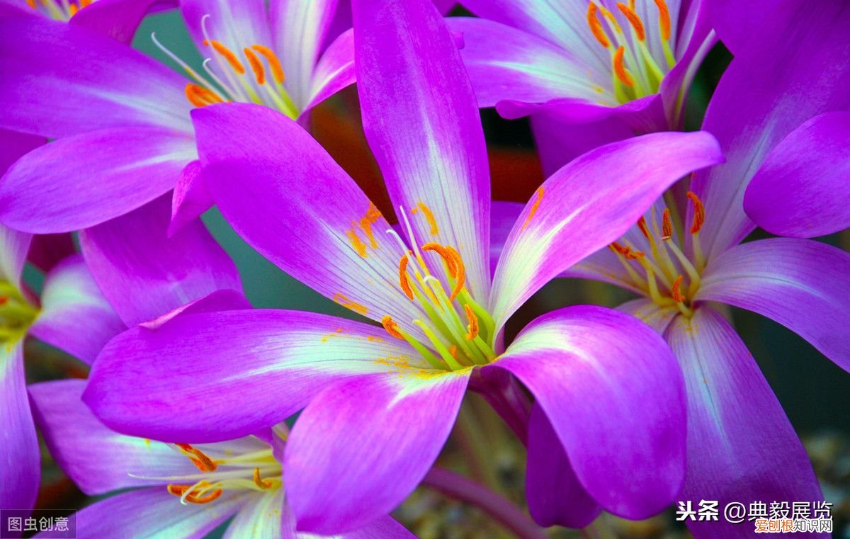 颜色寓意”即不同颜色的不同寓意 颜色的含义是
