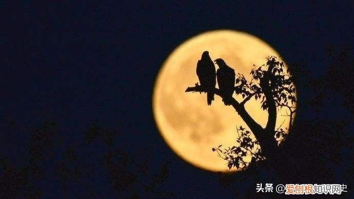 但愿人长久，千里共婵娟”中的婵娟是指什么？ 千里共婵娟是什么意思