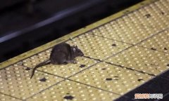 老鼠会咬人吗，老鼠为什么会咬死人