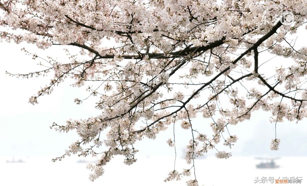 卧春——陆游古诗词 陆游 卧春