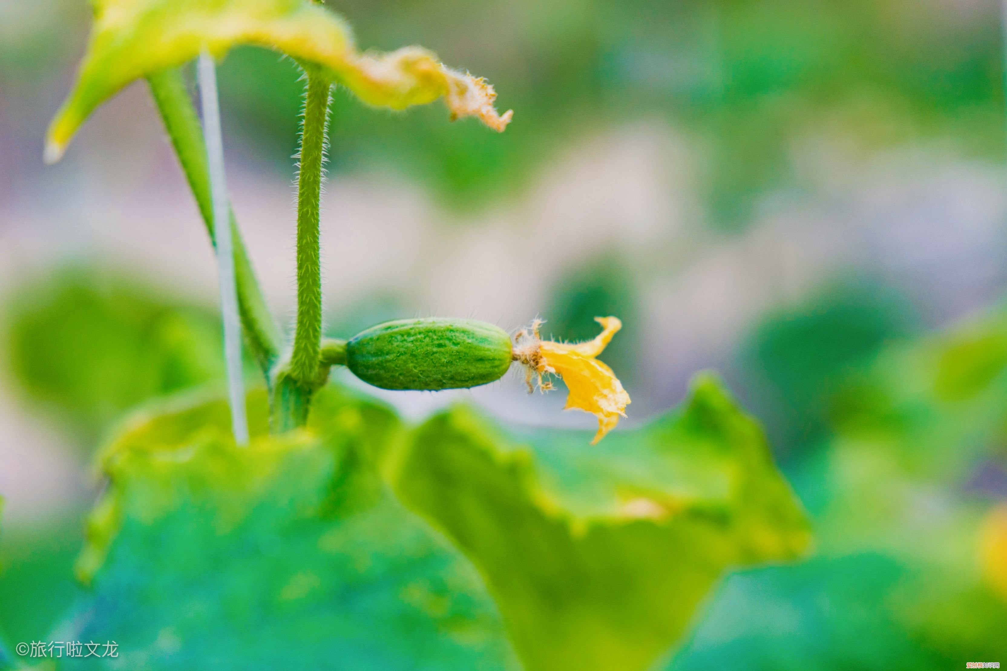 江西南昌县的凤凰沟 凤凰沟风景区