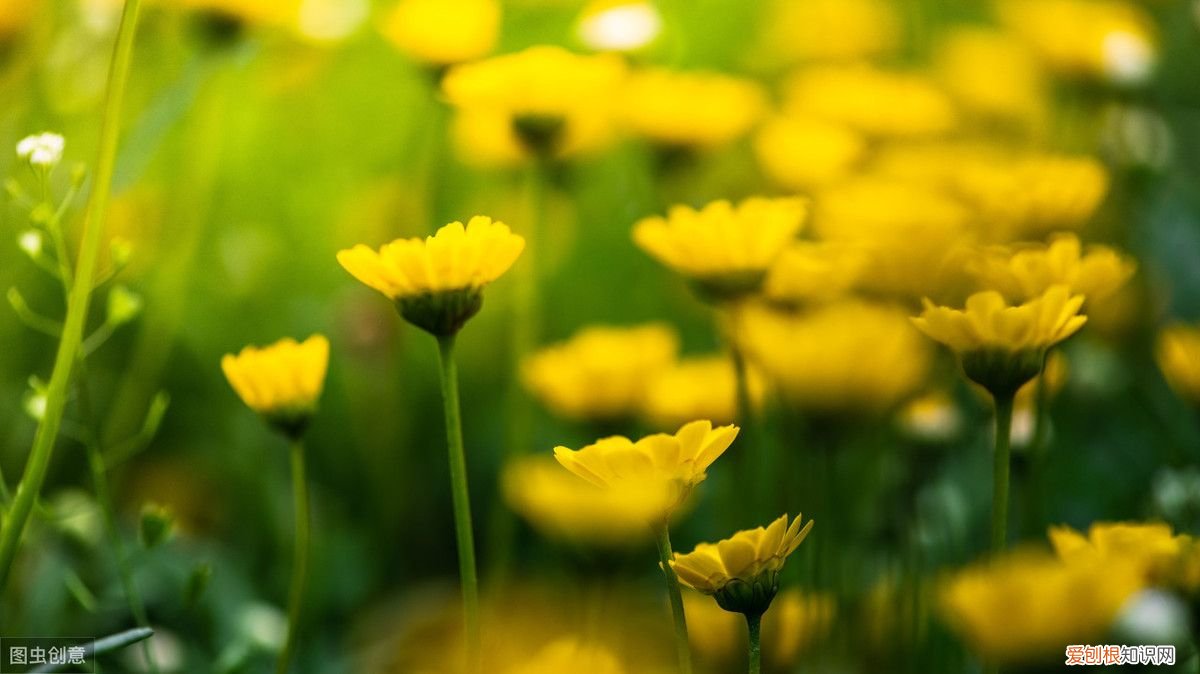 余秀华现代诗歌十首 余秀华最好的十首诗