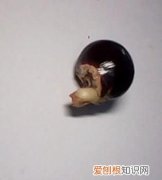 龙眼发芽了能吃吗，龙眼核发芽了能长成龙眼树