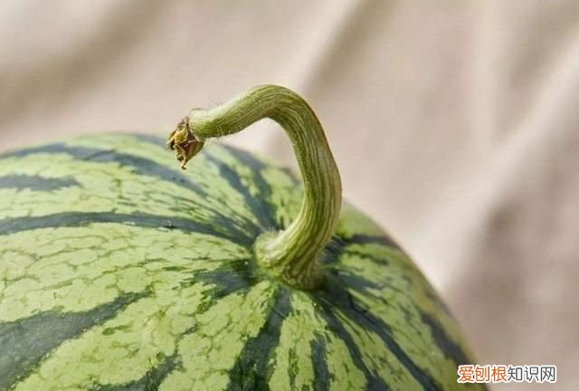 夏天买西瓜买什么样的西瓜才好吃