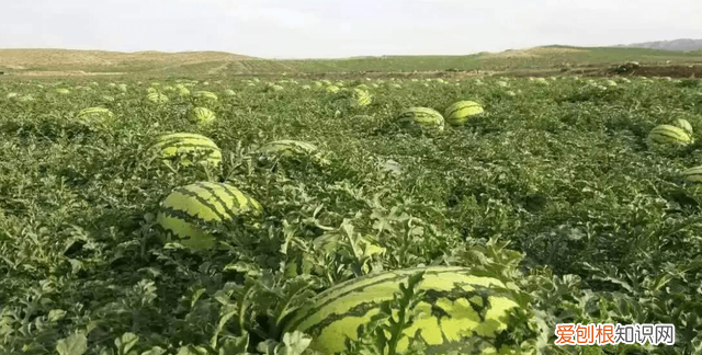 夏天买西瓜买什么样的西瓜才好吃
