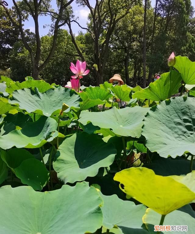 上海古漪园旅游攻略 上海的古漪园