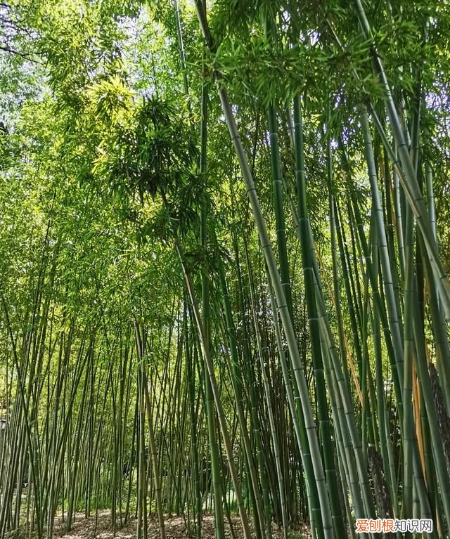 上海古漪园旅游攻略 上海的古漪园