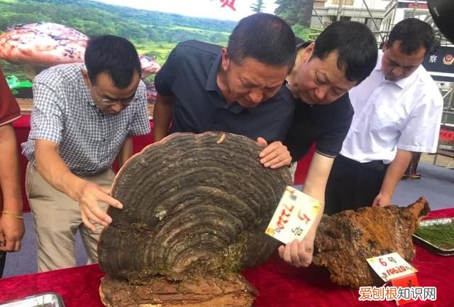 十大菌王排名第一