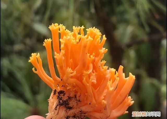 十大菌王排名第一