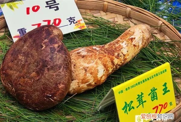 十大菌王排名第一