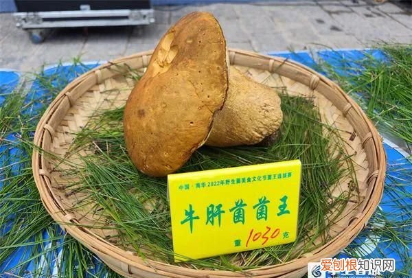 十大菌王排名第一
