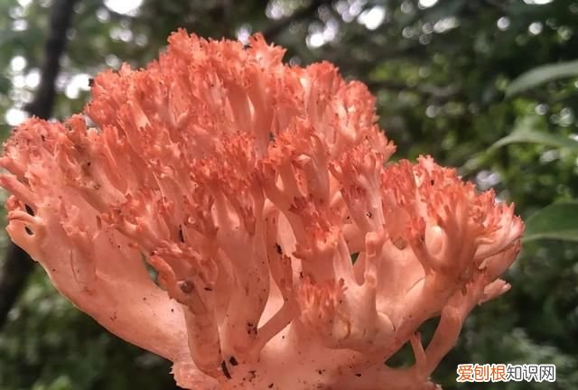 十大菌王排名第一