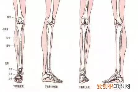小腿骨膜炎的主要症状有哪些？ 小腿骨膜炎的症状