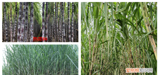 江西省种甘蔗大户介绍