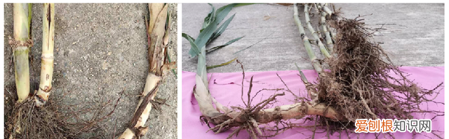 江西省种甘蔗大户介绍