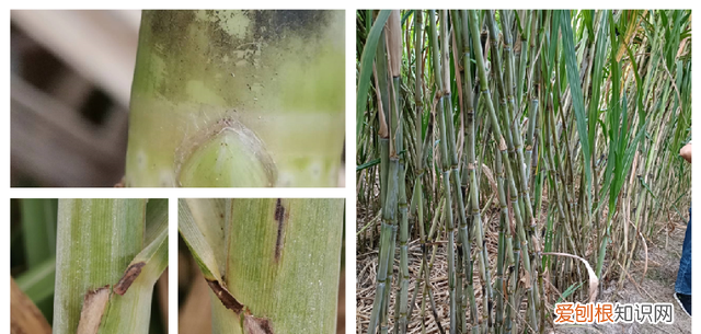 江西省种甘蔗大户介绍