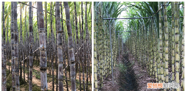 江西省种甘蔗大户介绍