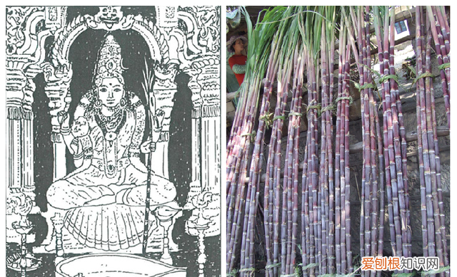 江西省种甘蔗大户介绍