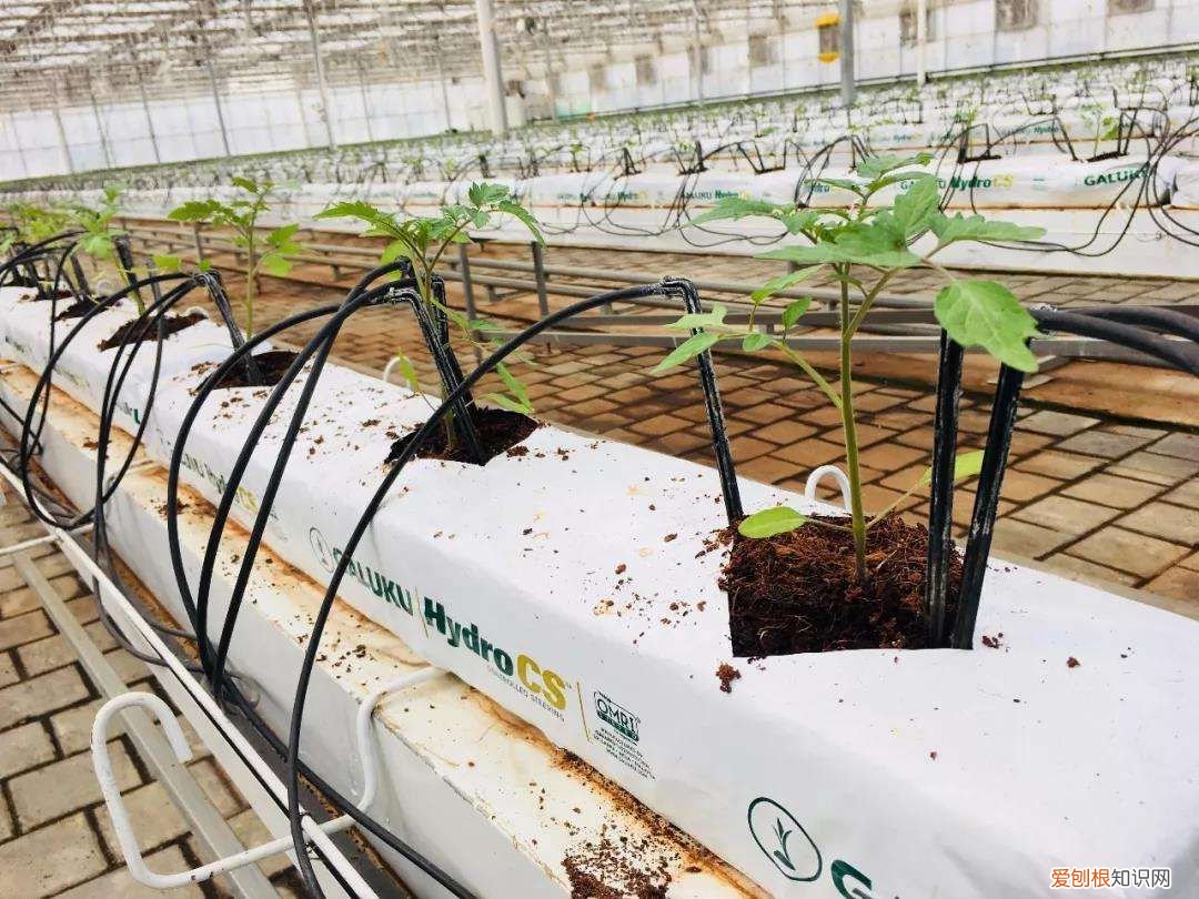 无土栽培营养液常用的原来就是这三种 无土栽培营养液