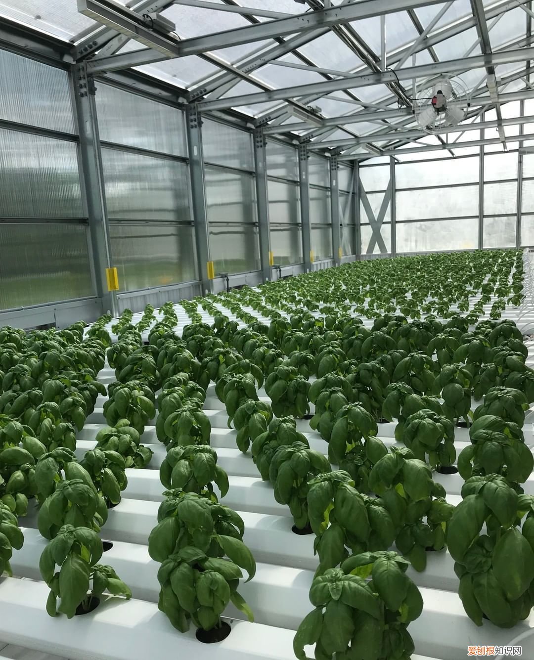 无土栽培营养液常用的原来就是这三种 无土栽培营养液