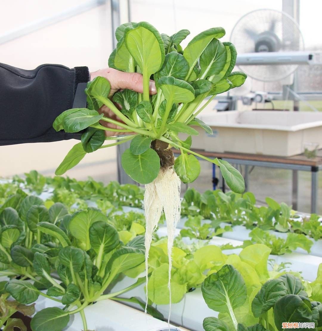 无土栽培营养液常用的原来就是这三种 无土栽培营养液