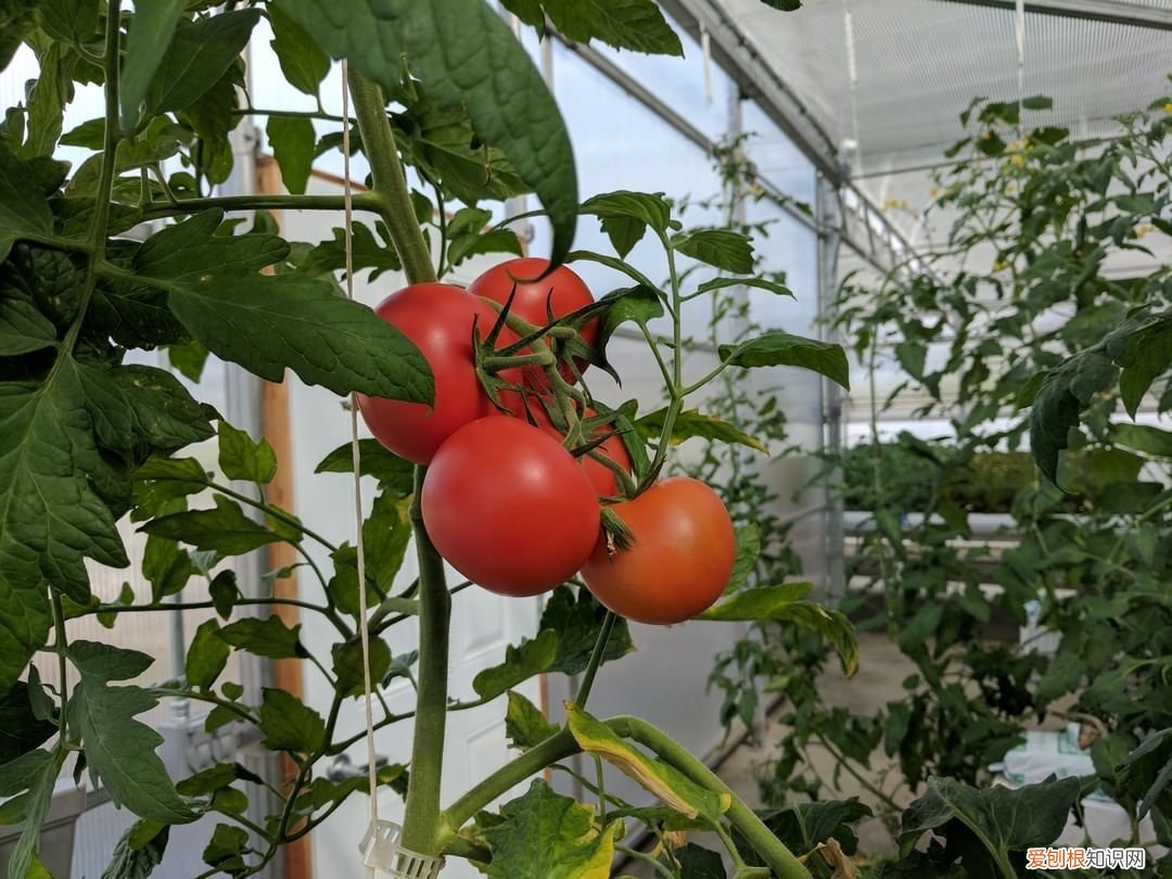 无土栽培营养液常用的原来就是这三种 无土栽培营养液