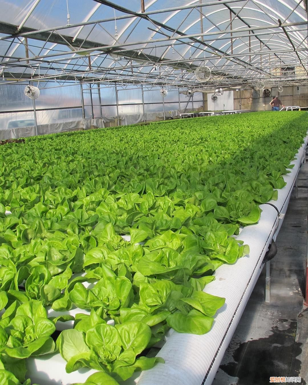 无土栽培营养液常用的原来就是这三种 无土栽培营养液