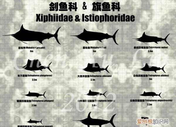 上嘴唇长长的是什么鱼，嘴巴像剑一样的鱼叫什么