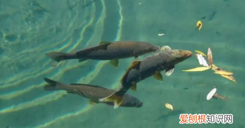 上嘴唇长长的是什么鱼，嘴巴像剑一样的鱼叫什么