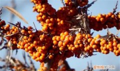 沙棘果是什么，刺梨和沙棘有什么分别