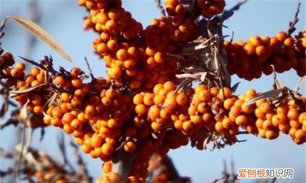 沙棘果是什么，刺梨和沙棘有什么分别