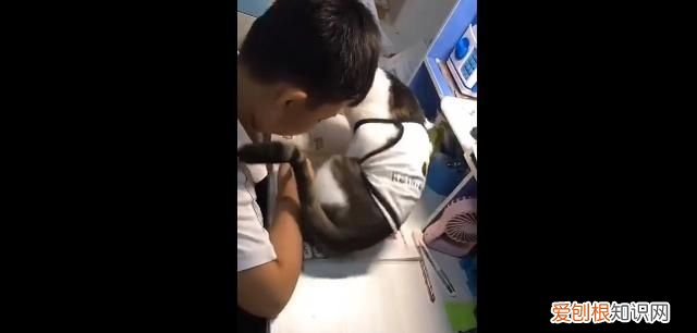 如何正确引导孩子对小动物的爱 如何正确引导孩子与动物相处