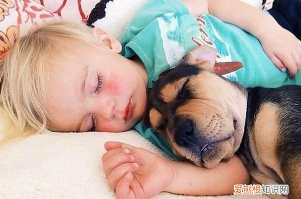 如何正确引导孩子对小动物的爱 如何正确引导孩子与动物相处