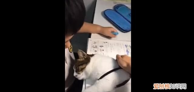 如何正确引导孩子对小动物的爱 如何正确引导孩子与动物相处